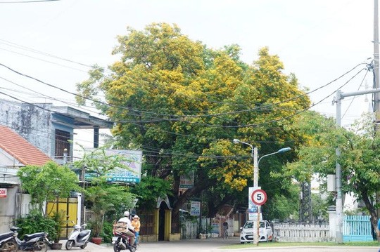 Me dam mua hoa sua “bung lua” khap nga duong-Hinh-3