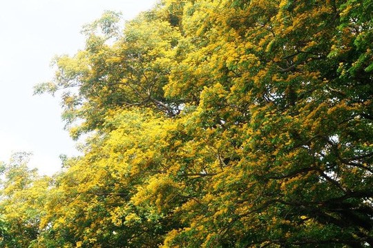 Me dam mua hoa sua “bung lua” khap nga duong-Hinh-4