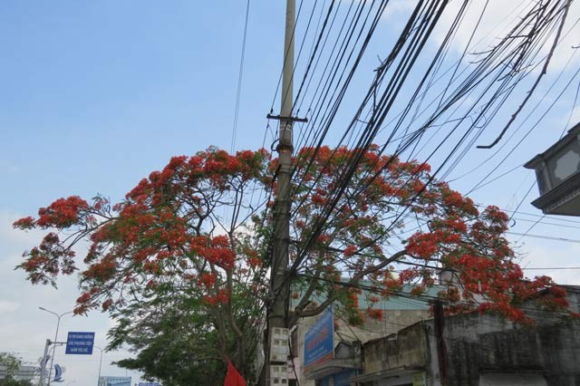 Le hoi hoa phuong do 2017: Co dien ra dung kich ban?-Hinh-7