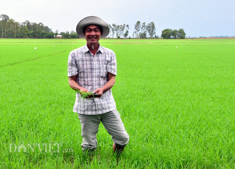 Noi tieng khap vung vi biet tai nhin troi doan benh tren cay lua