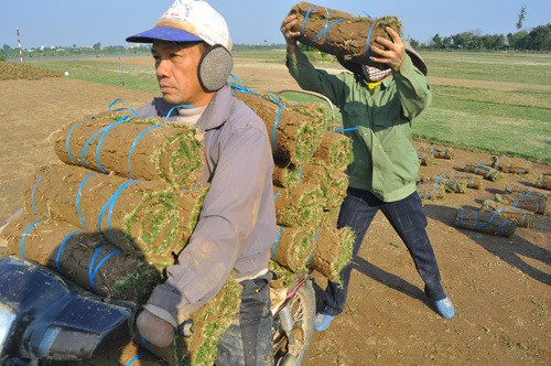 Thuc hu trong co nhung kiem bon tien o Dien Xa