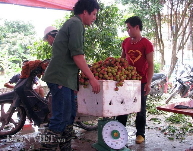 Ron tieng cuoi boi thu nguoi dan thu hoach vai chin som-Hinh-3