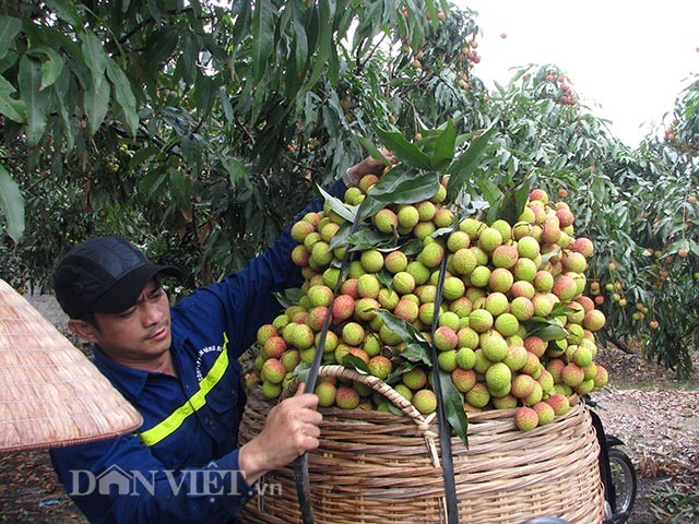 Ron tieng cuoi boi thu nguoi dan thu hoach vai chin som-Hinh-5