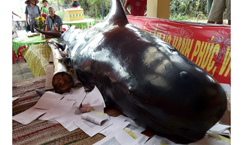 Ca “Ba Chuong” nang 800 kg dat vao bo bien Quang Ngai