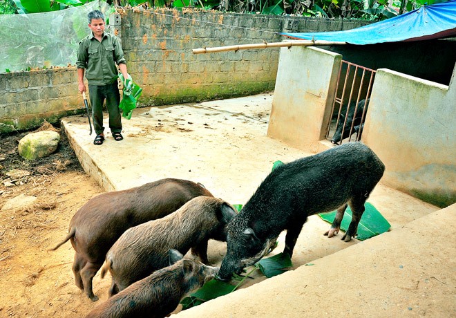 Van dat hang nho chan nuoi lon huu co