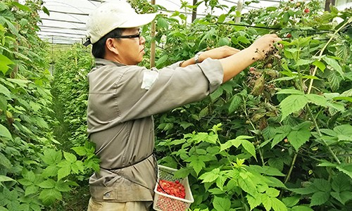 Lam giau tu cay phuc bon tu o Lam Dong