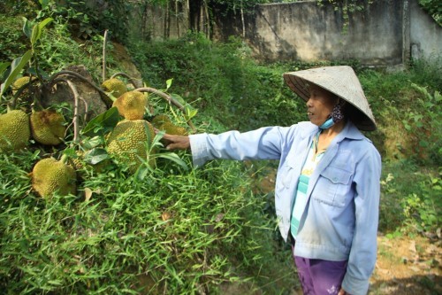 Ky la cay mit bi chat van dau qua o Nghe An