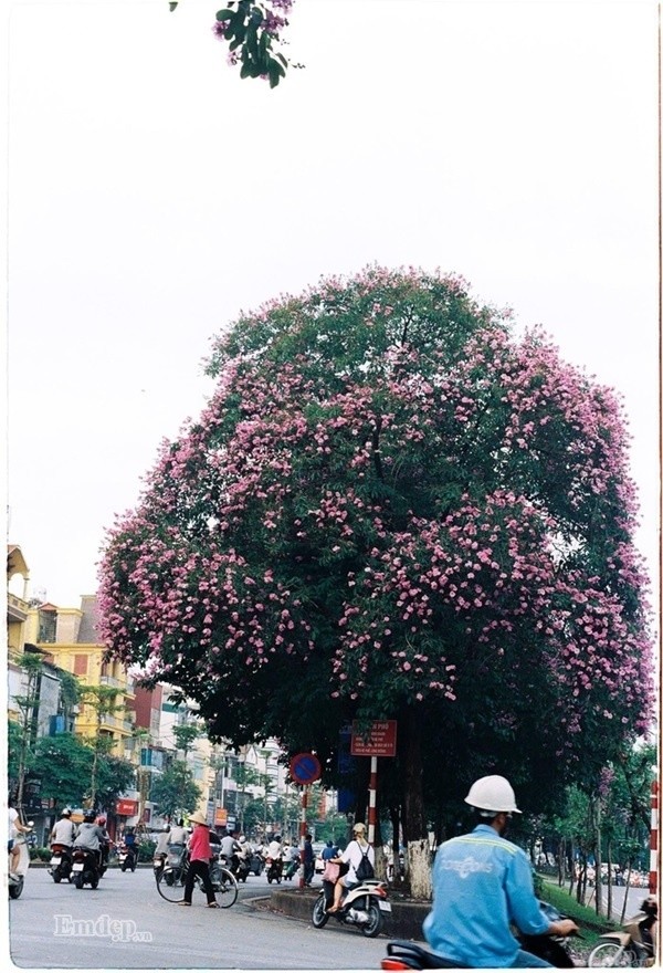 Ngam mot Ha Noi dep binh di nhung ngay cuoi thang 5-Hinh-3