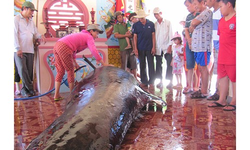 Ca voi mang thai nang 1 tan dat bo bien Phu Yen