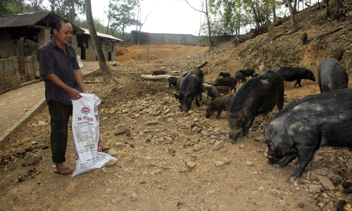 Trong cay, con dac san khien ca vung son cuoc...“thuc giac”