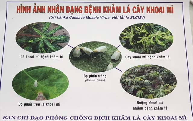 Benh la va nguy hiem: Kham la mi lay lan chong mat o Tay Ninh