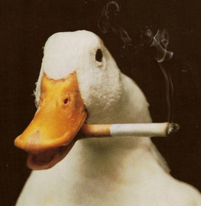 Hình ảnh động vật hút thuốc lá sành điệu đang là hot trend thời đại này. Hãy cùng nhau thư giãn với những bức ảnh đáng yêu và hài hước về các loài động vật được \