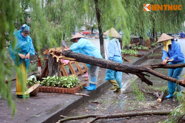 Cay xanh Ha Noi do guc sau tran mua to-Hinh-5