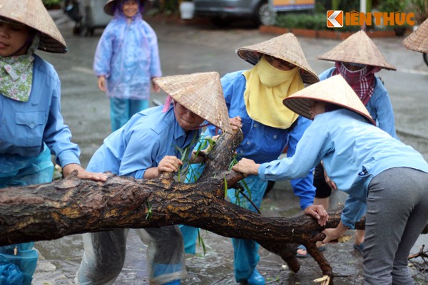 Cay xanh Ha Noi do guc sau tran mua to-Hinh-8