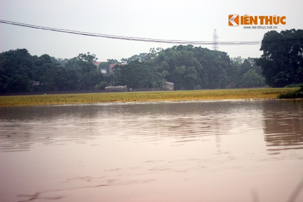 Anh huong mua lon keo dai, lúa, hoa màu của dan ngạp ung-Hinh-9