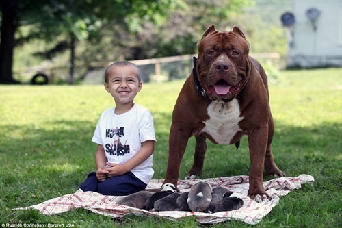 Dan cho pitbull con gia 10 ti dong gay soc-Hinh-6