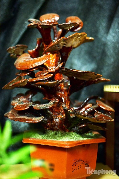 Ngam nam linh chi bonsai bac trieu choi Tet tuyet dep-Hinh-10