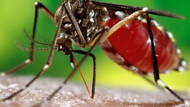 Benh do virus Zika an nao co trieu chung the nao?