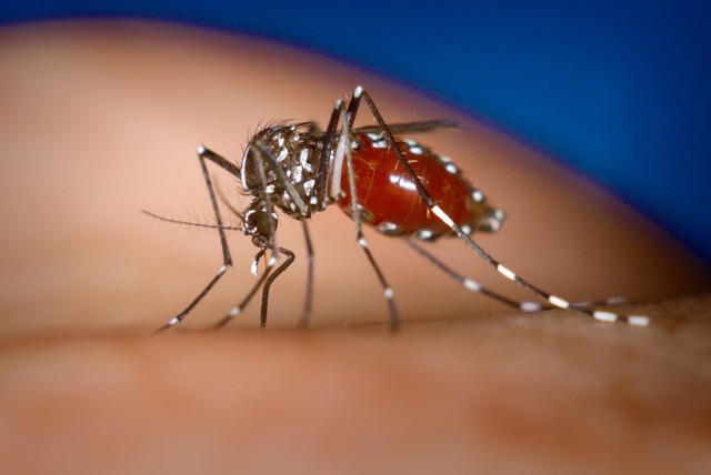Viet Nam se la noi thu nghiem muoi chong virus Zika