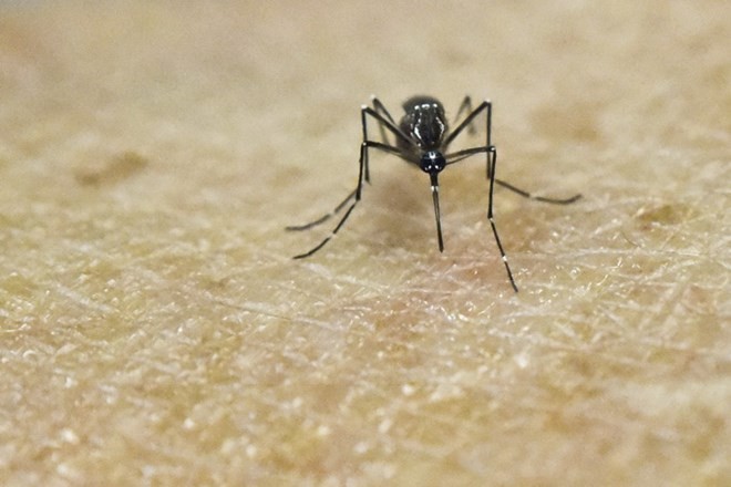 Tay Ban Nha: Thai nhi dau tien bi dau nho lien quan toi Zika