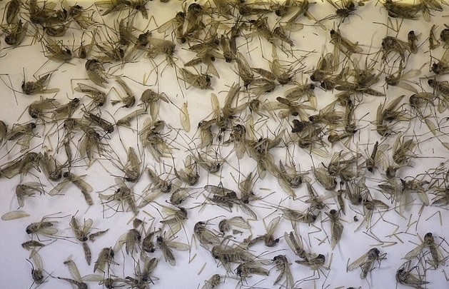 Phat hien loai muoi truyen virus Zika pho bien o Viet Nam