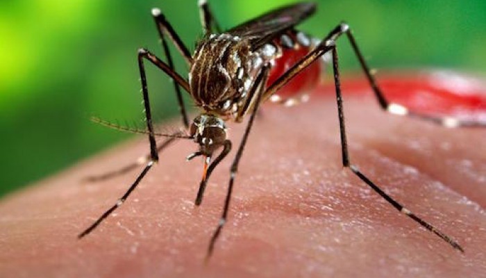 Bo Y te gui cong dien khan phong chong virus Zika