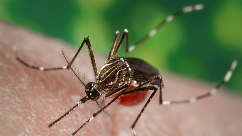 Mien Bac tro lanh, tiem an nguy co lay truyen virus Zika