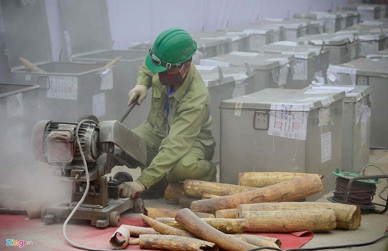 Tieu huy hon 2 tan nga voi va 70 kg sung te giac-Hinh-10