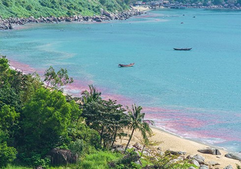 Xac dinh nguyen nhan xuat hien vet nuoc do ven bien Da Nang