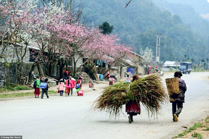 Ha Giang: Hoa dao, hoa man no khap cao nguyen-Hinh-10