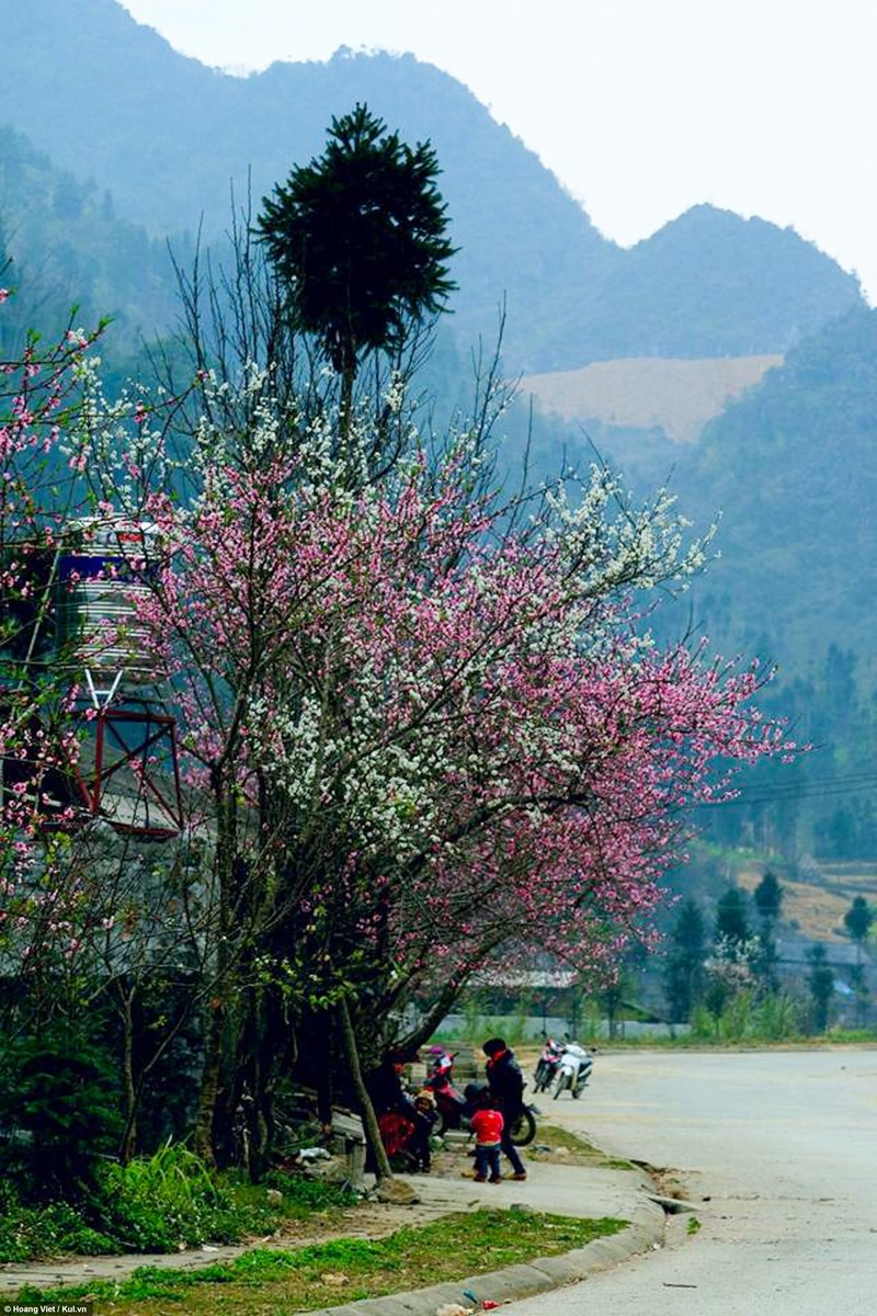 Ha Giang: Hoa dao, hoa man no khap cao nguyen-Hinh-3