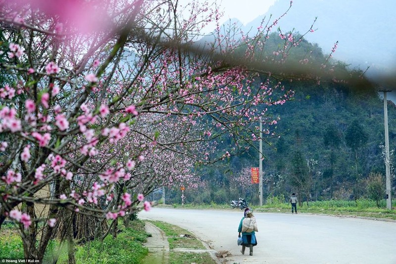 Ha Giang: Hoa dao, hoa man no khap cao nguyen-Hinh-5