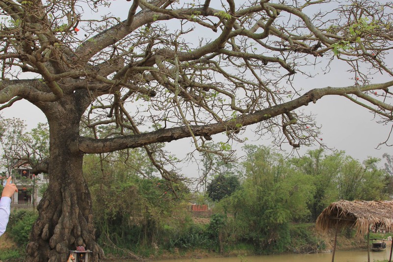 Thang 3 ve, ngam hoa gao no do ruc nhu ngan ngon nen giua dat troi-Hinh-3