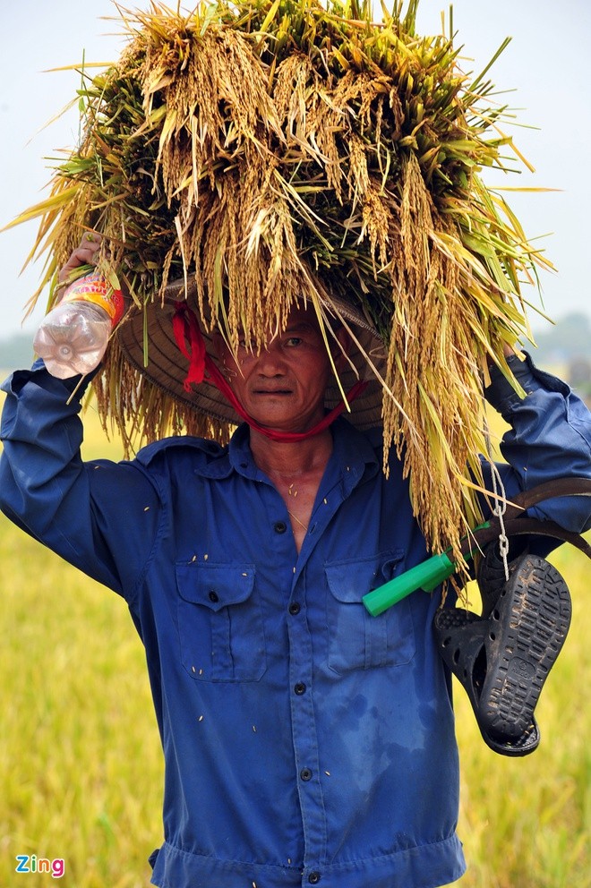 Bo Cong Thuong gui cong van hoa toc ve xuat khau gao