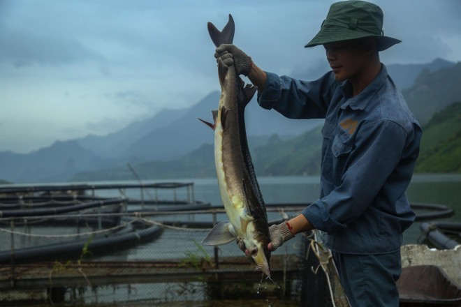 Nhieu ho nuoi o Viet Nam bo hoang, nong dan khon don vi ca tam Trung Quoc gia re