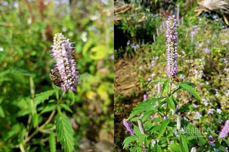 Dac san cao nguyen da: Mat ong bac ha xin, tien trieu van kho mua-Hinh-4