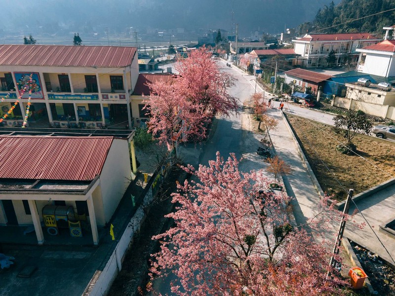 Mua hoa anh dao no ruc ro tai Ha Giang