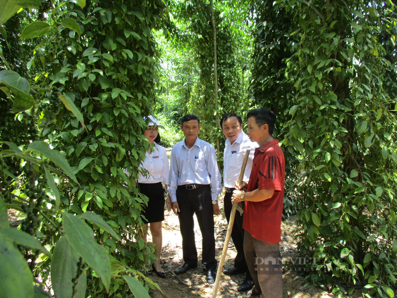 Quang Nam: Hai ra tien tu kinh te vuon, thu ca tram trieu/nam-Hinh-10