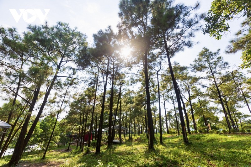 Nang vang, thong xanh noi “Da Lat thu nho” giua long Quang Ninh-Hinh-3