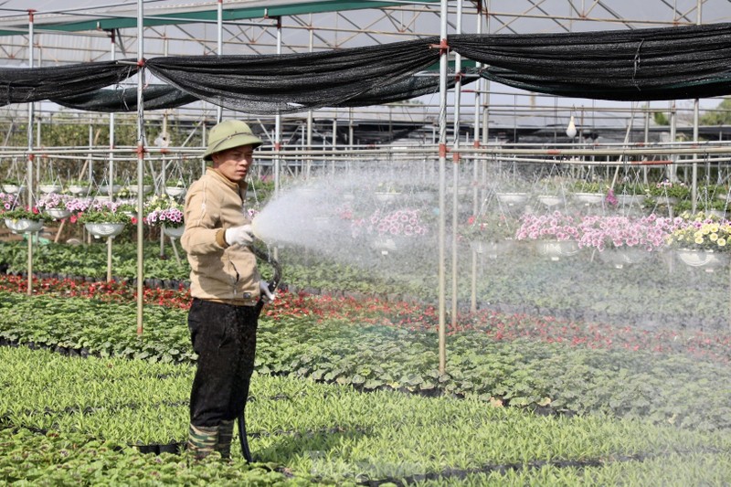 Thu phu hoa noi tieng mien Bac ruc ro sac mau buoc vao vu Tet-Hinh-20