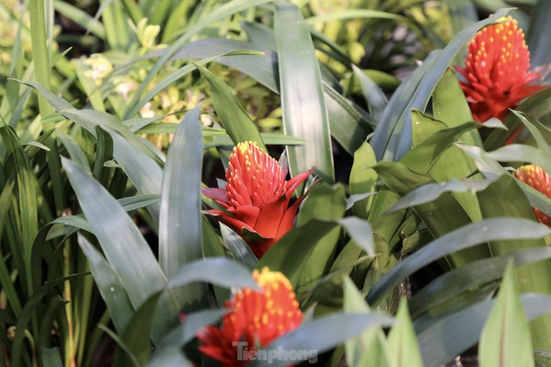 Thu phu hoa noi tieng mien Bac ruc ro sac mau buoc vao vu Tet-Hinh-6