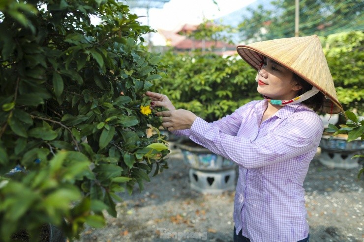 Mai vang bung nu som, nhieu nha vuon o TPHCM lo mat Tet-Hinh-11