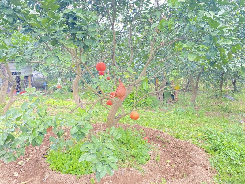 Buoi do “tien vua” quy hiem duc chu tai - loc dat khach dip Tet-Hinh-12