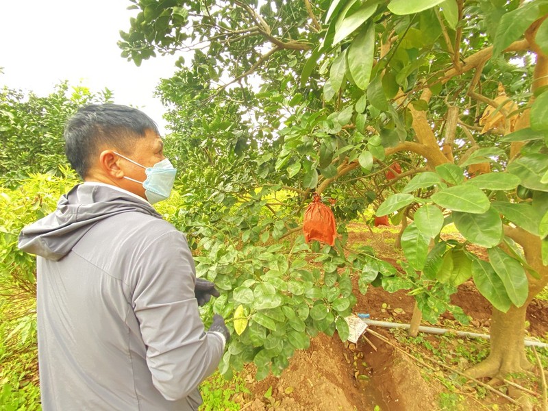 Buoi do “tien vua” quy hiem duc chu tai - loc dat khach dip Tet-Hinh-9