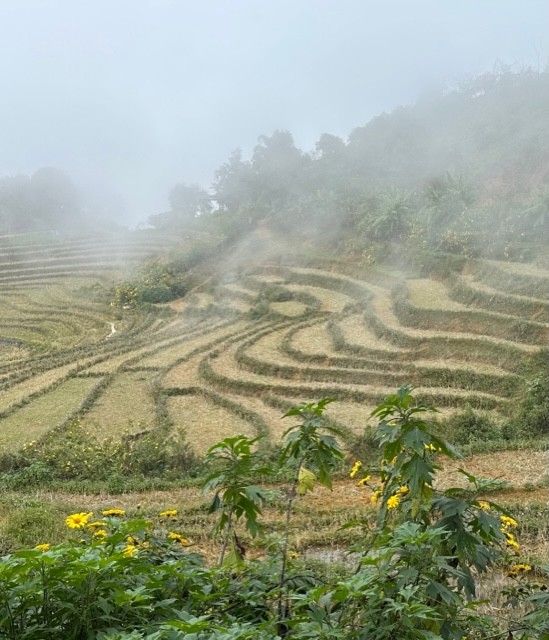 Sin Suoi Ho mua hoa da quy-Hinh-2