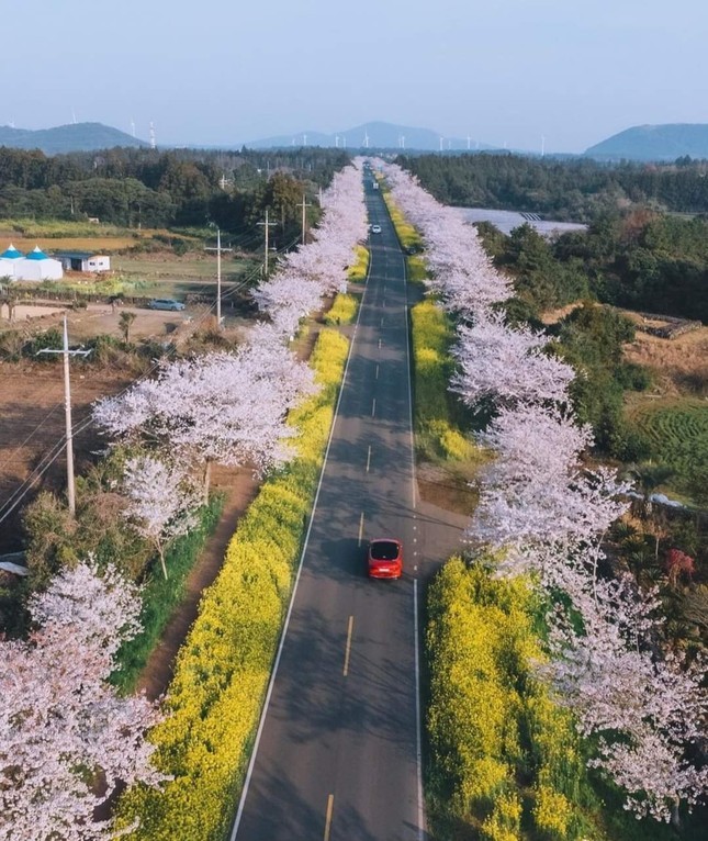 View - 	Giới trẻ xứ Hàn đua nhau “flex” ảnh chụp hoa anh đào