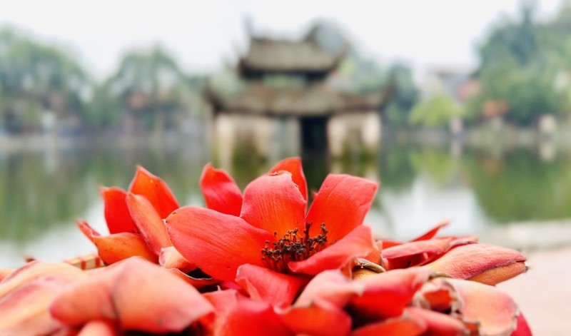 View - 	Đẹp ngất ngây cây gạo đỏ rực ở chùa nghìn tuổi Hà Nội