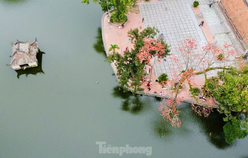 Dep ngat ngay cay gao do ruc o chua nghin tuoi Ha Noi-Hinh-2