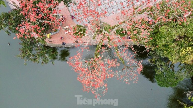 Dep ngat ngay cay gao do ruc o chua nghin tuoi Ha Noi