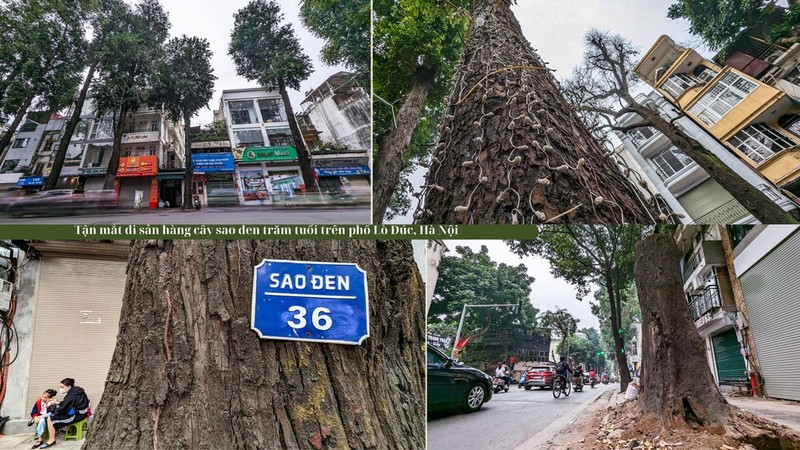 View - 	Hà Nội: ngắm hàng cây sao đen trăm tuổi trên phố Lò Đúc